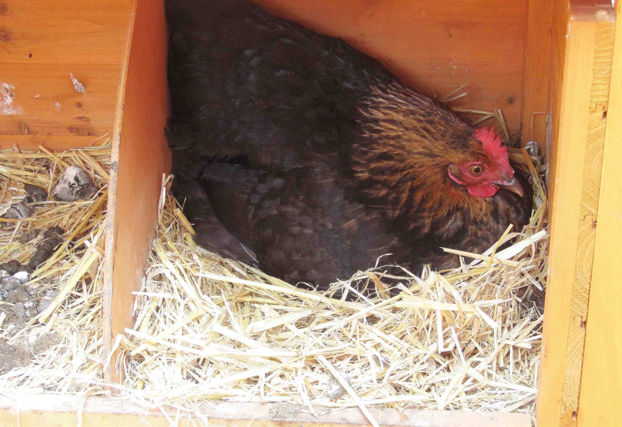 singing christmas chicken that lays eggs