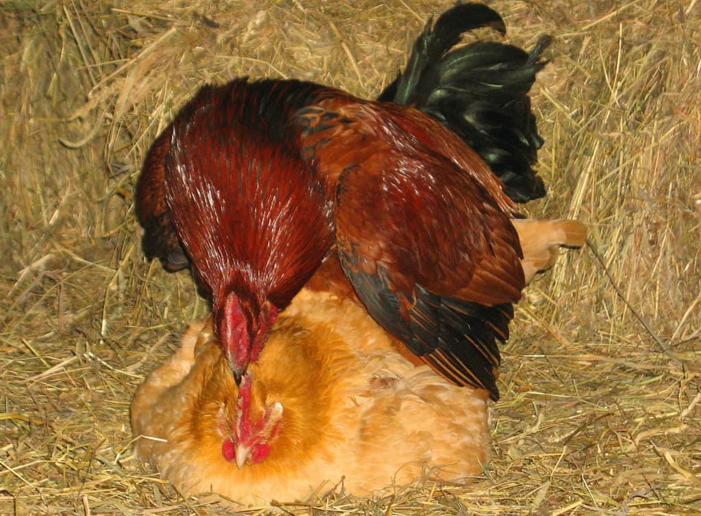 Can You Keep A Rooster With Laying Hens at Lettie Pennington blog