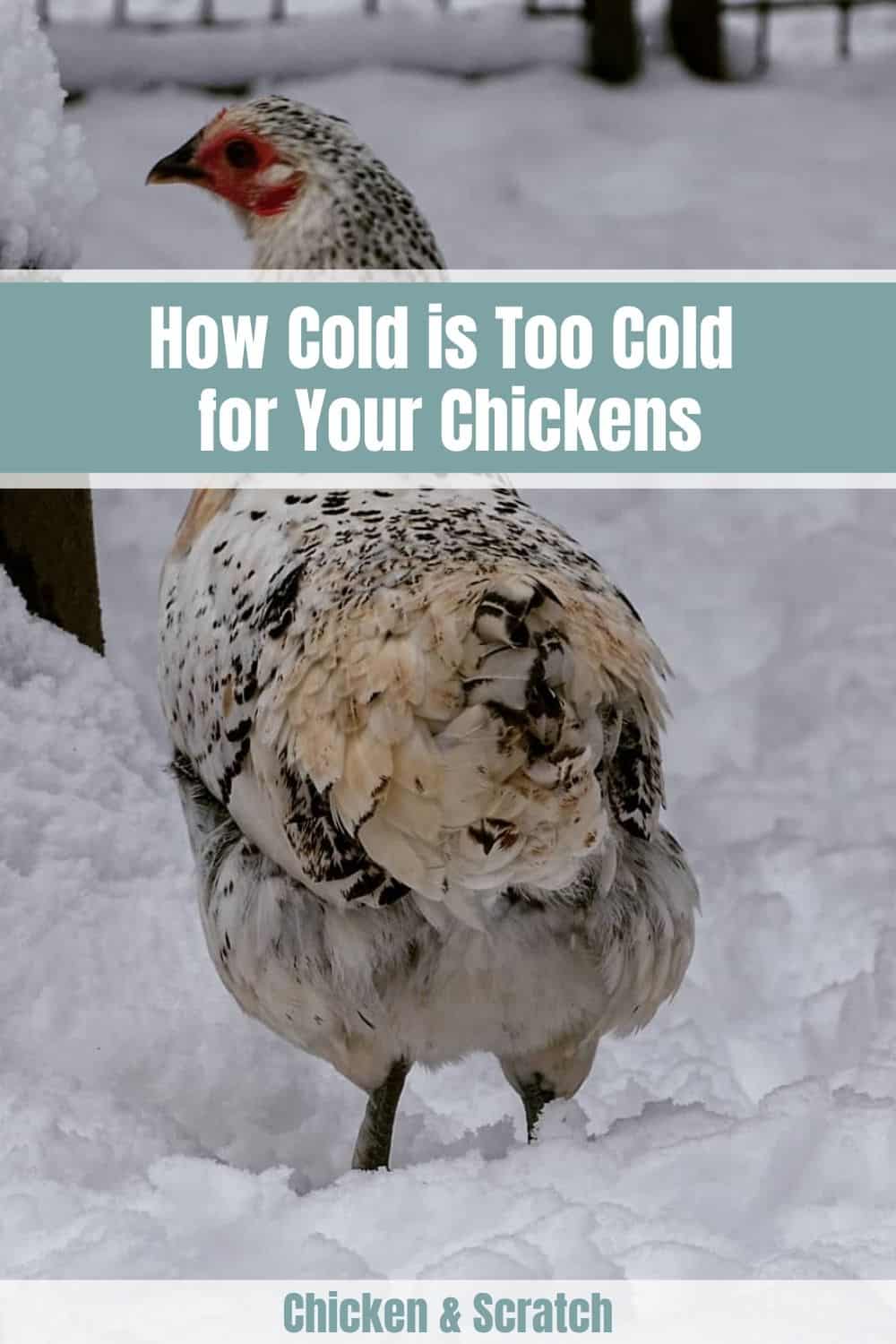 chickens in cold weather