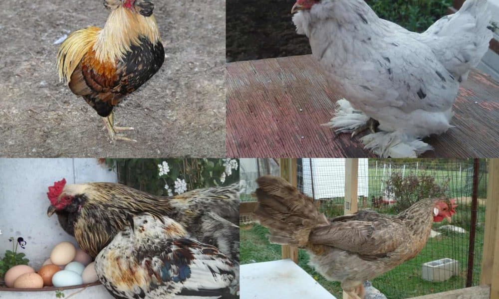 Top 4 Chicken Breeds to Raise for Blue Eggs (with Pictures)