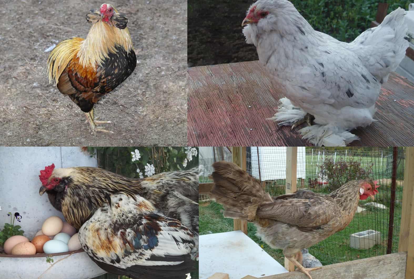 Download Top 4 Chicken Breeds To Raise For Blue Eggs Up To 300 Per Year