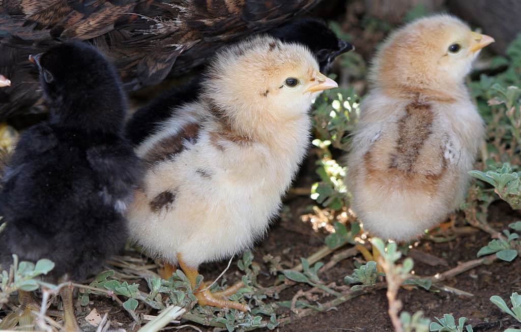 vida de los pollos