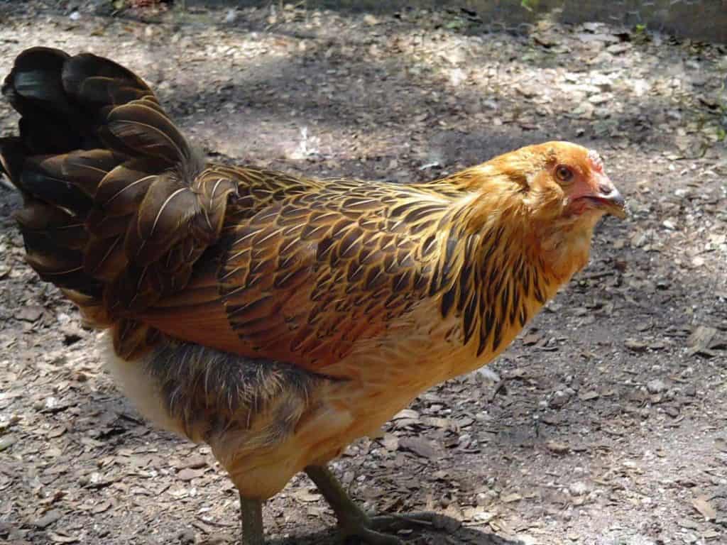 chickens life span