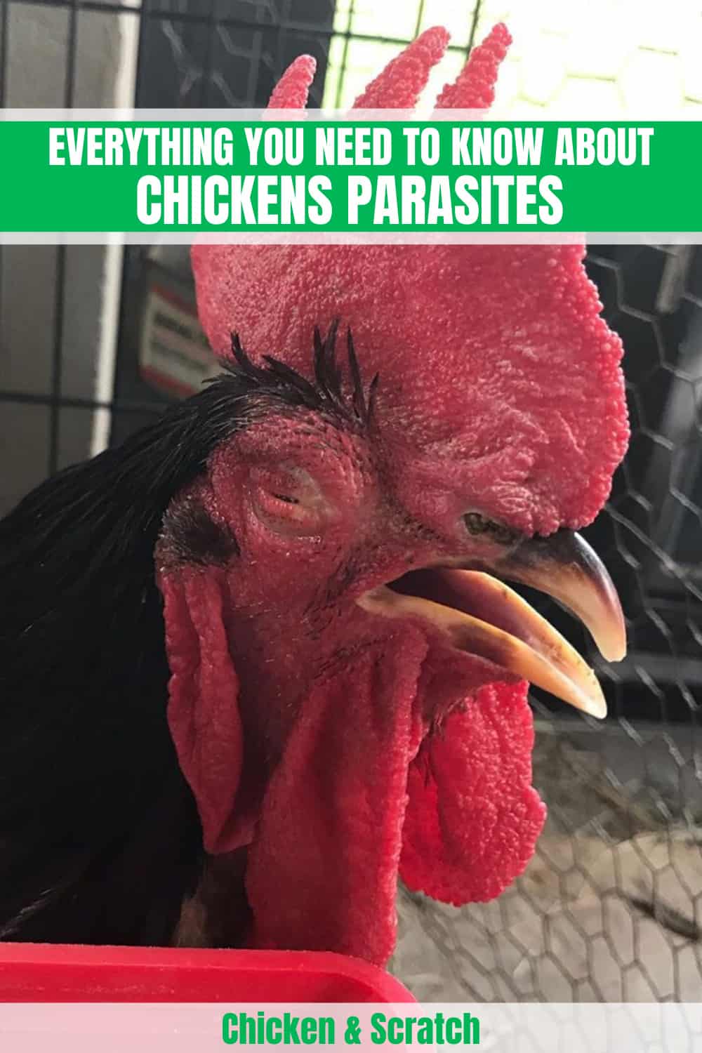 chickens parasites
