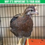 Chicken Roosts: Why It’s Important to Your Hens