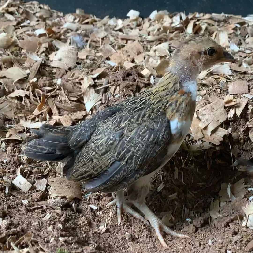 chickens pullets