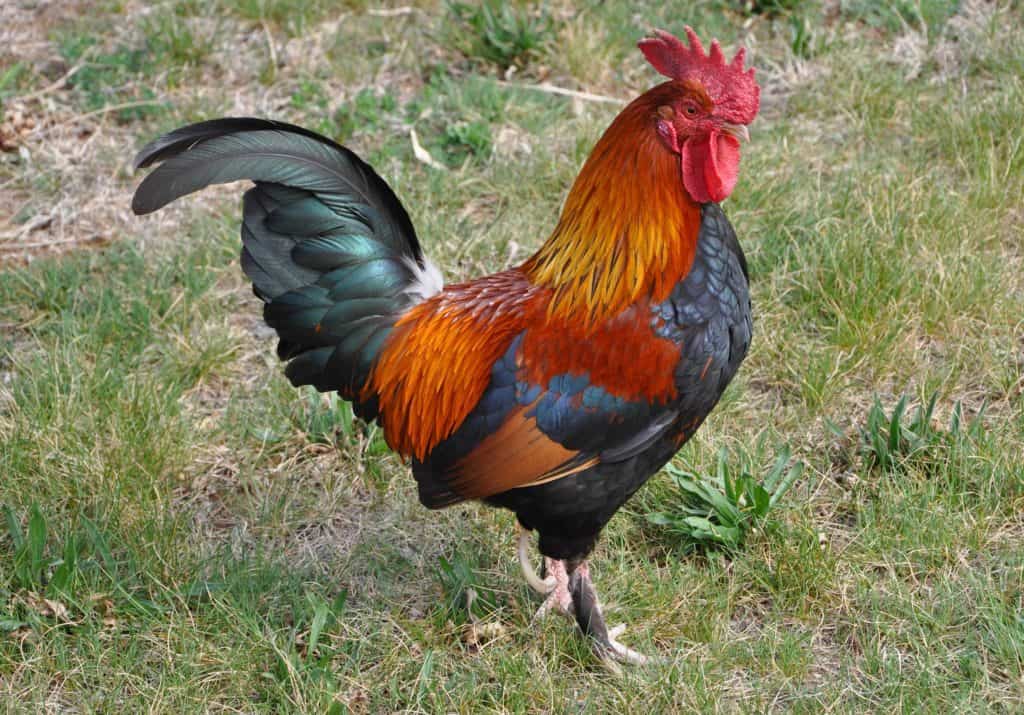 chickens rooster