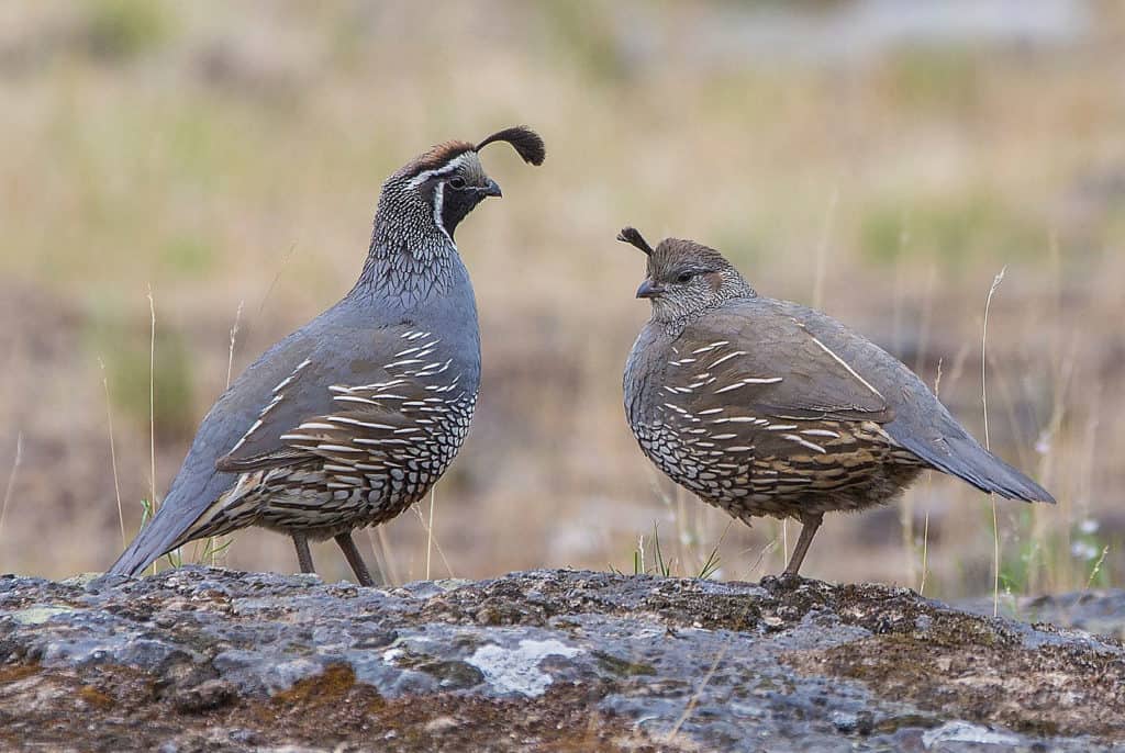 largest meat quail