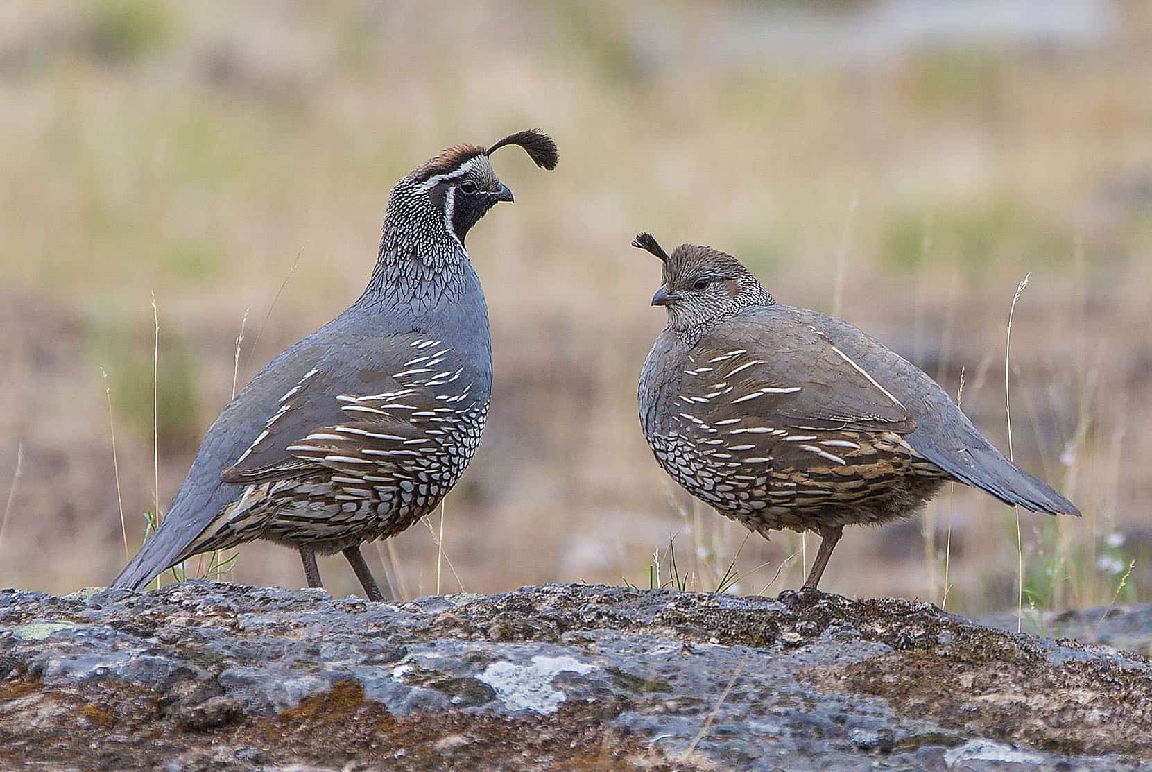 quail breeds