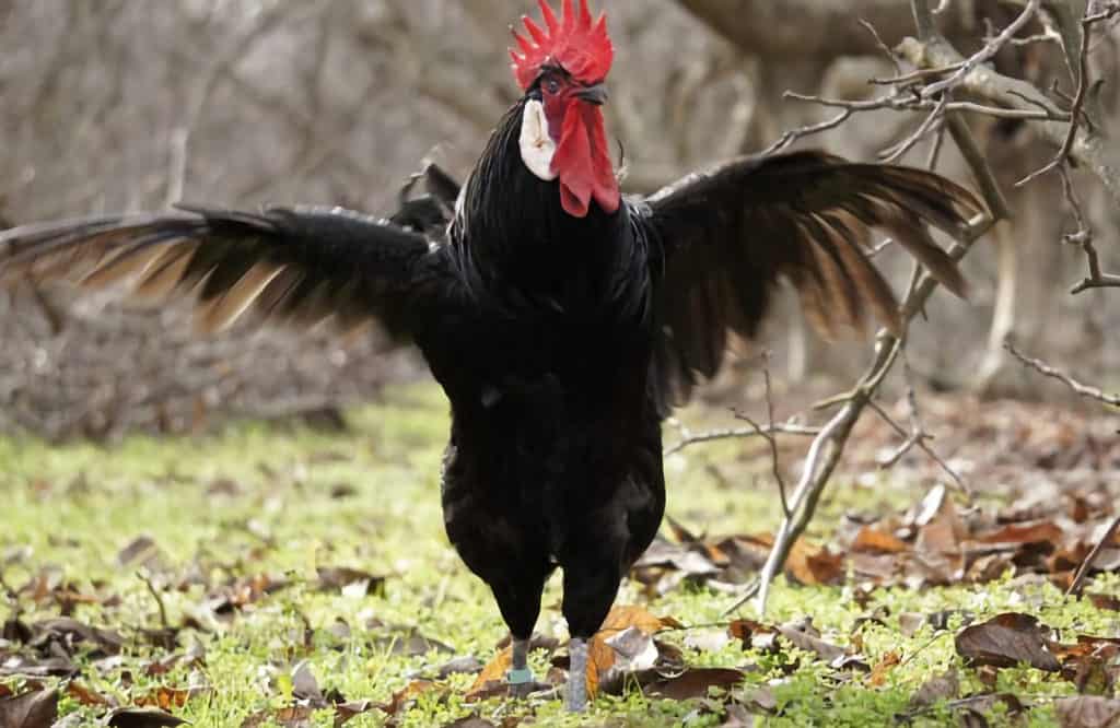 Can Chickens Fly? Facts & Information