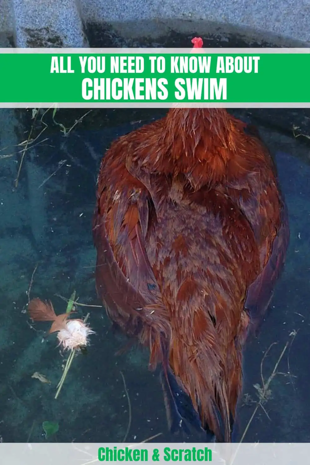 chicken swim