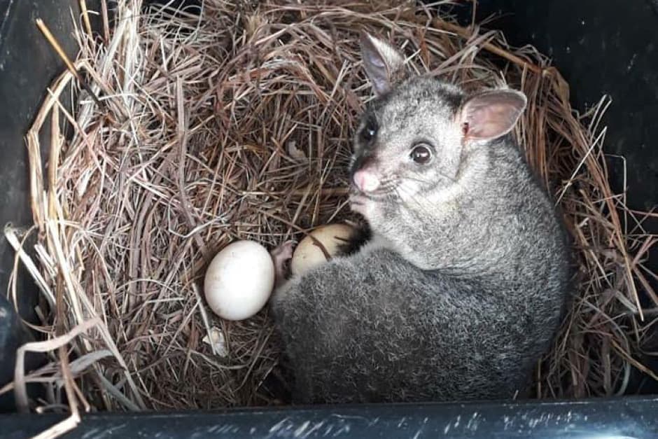 do possums kill chickens