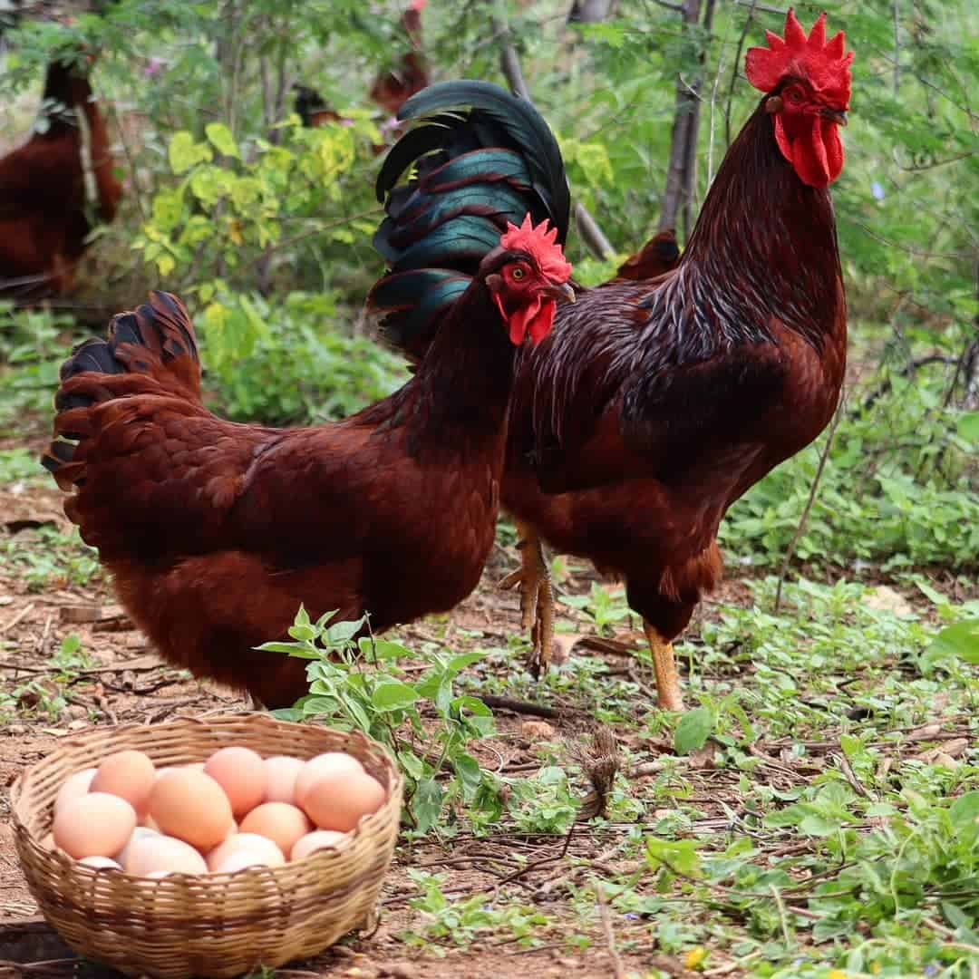 egg laying chickens
