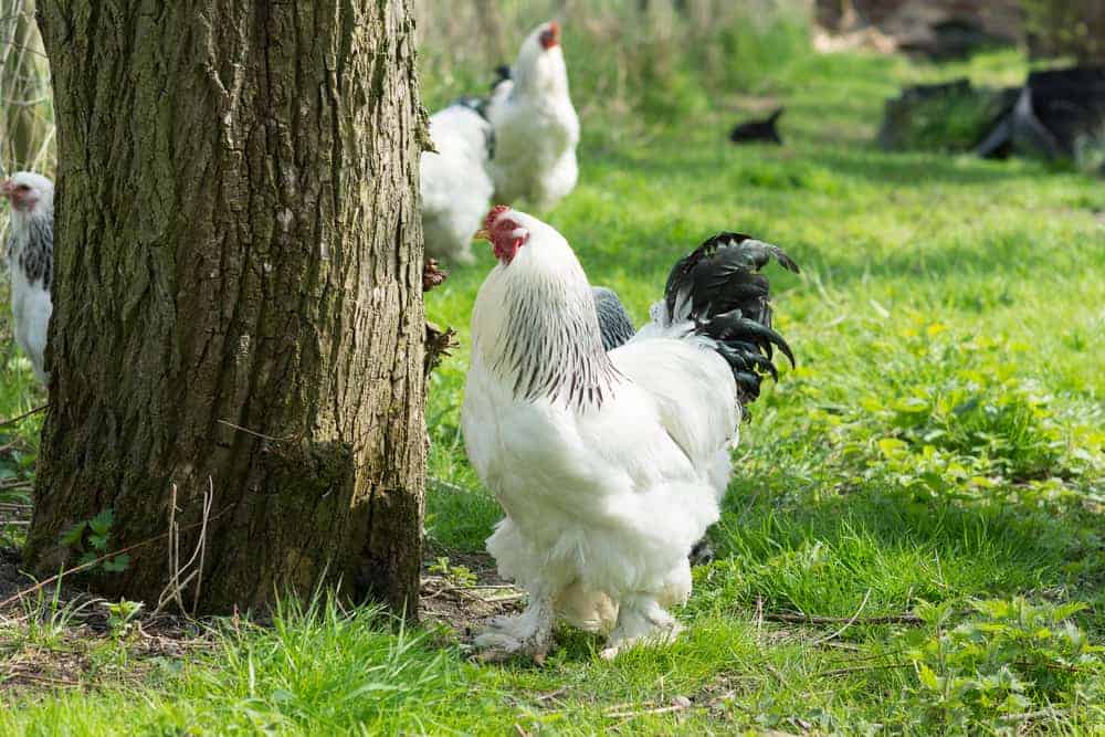 Top Largest Chicken Breeds Also Laying Largest Eggs