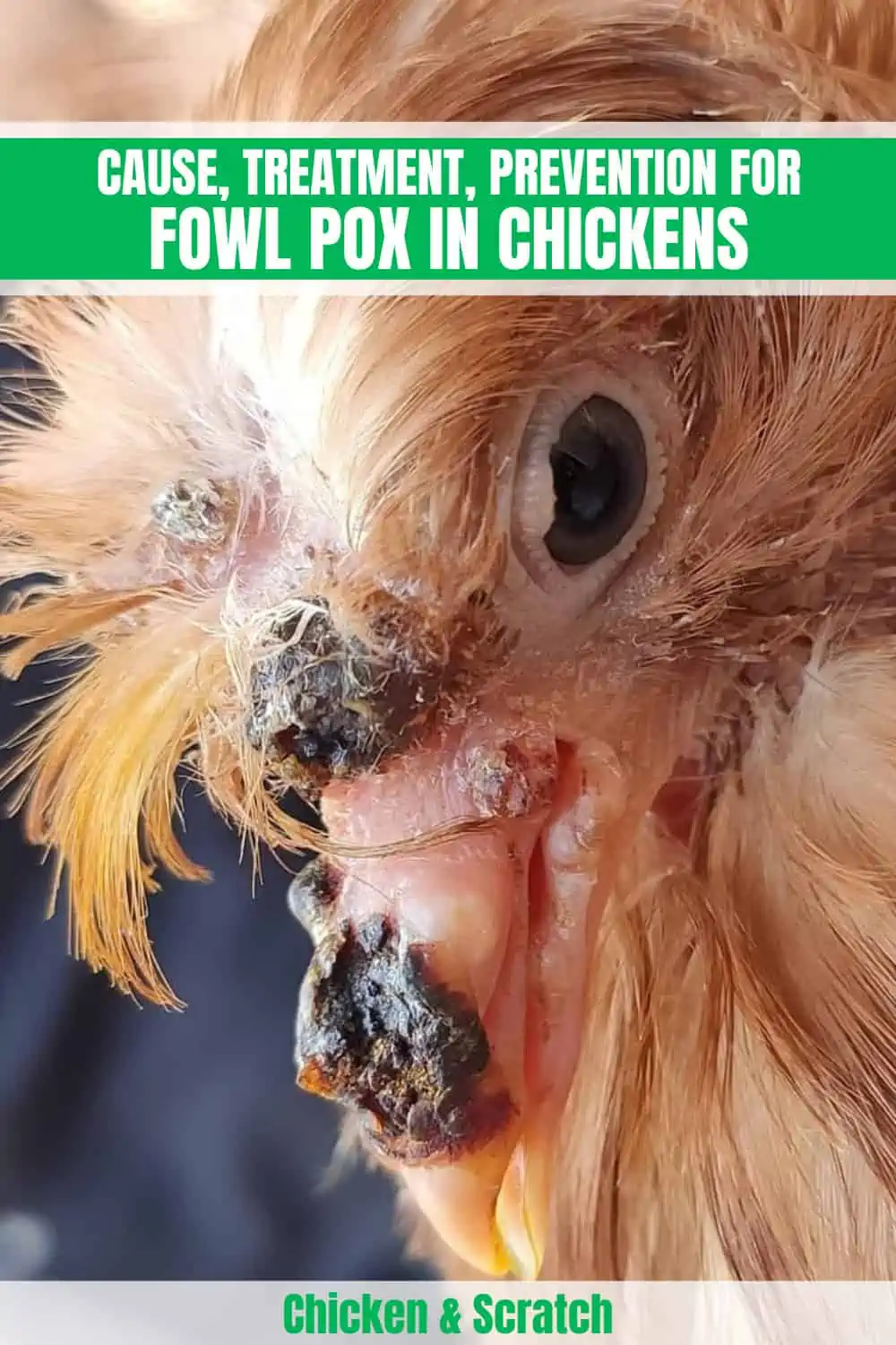 fowl-pox in chicken