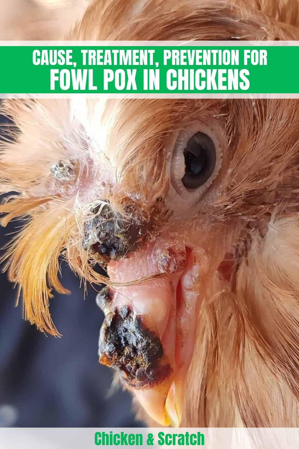 fowl pox