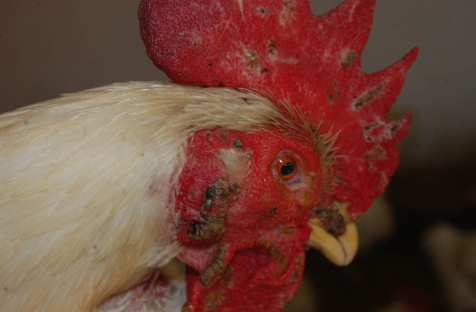 Fowl Pox in Chickens Cause, Treatment and Prevention