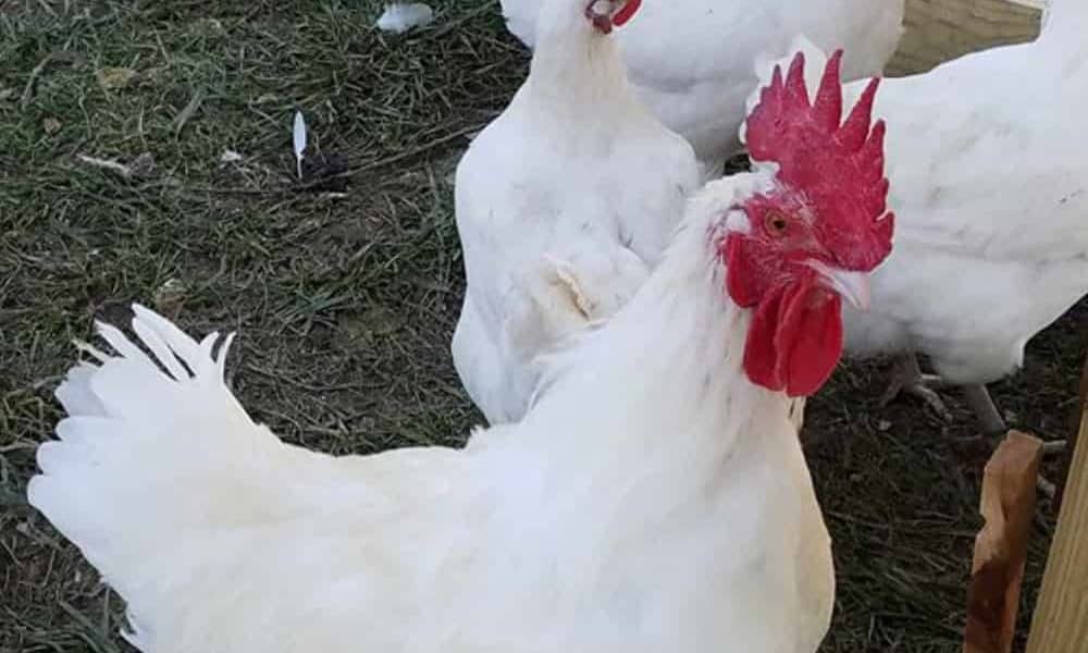 hen versus rooster