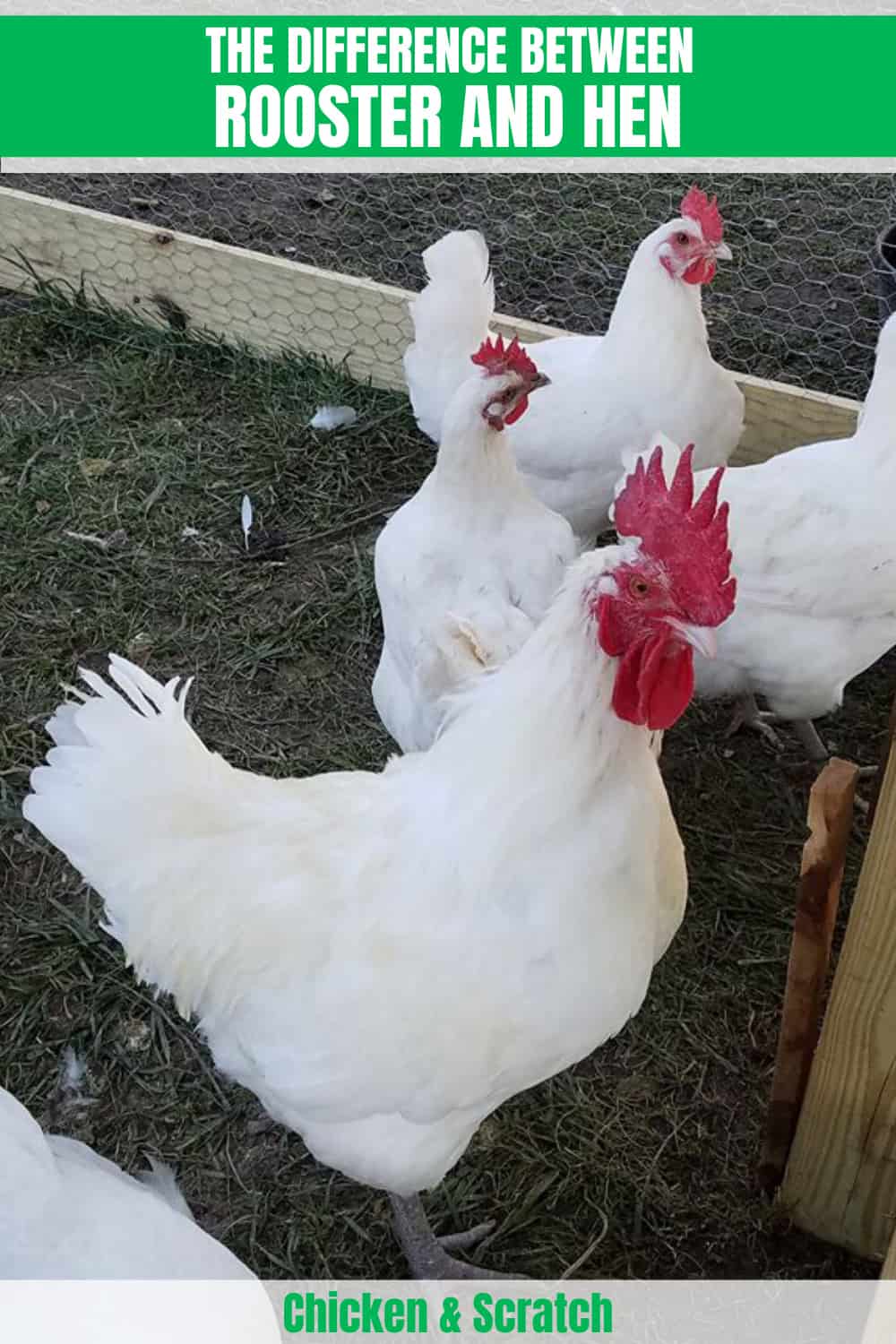 hen versus rooster