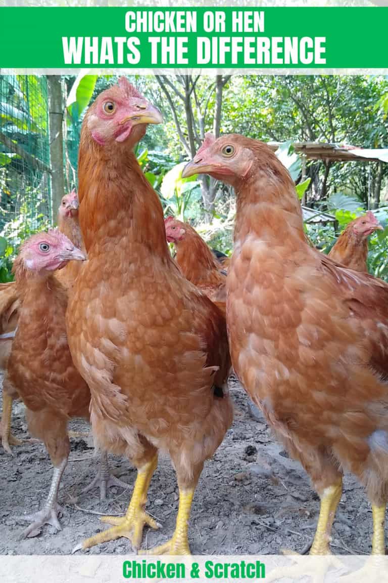 tell-the-difference-between-rooster-and-hen-chicks-4-days-old-gold