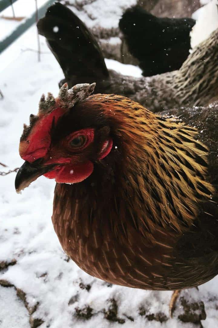 how cold can chickens be outside