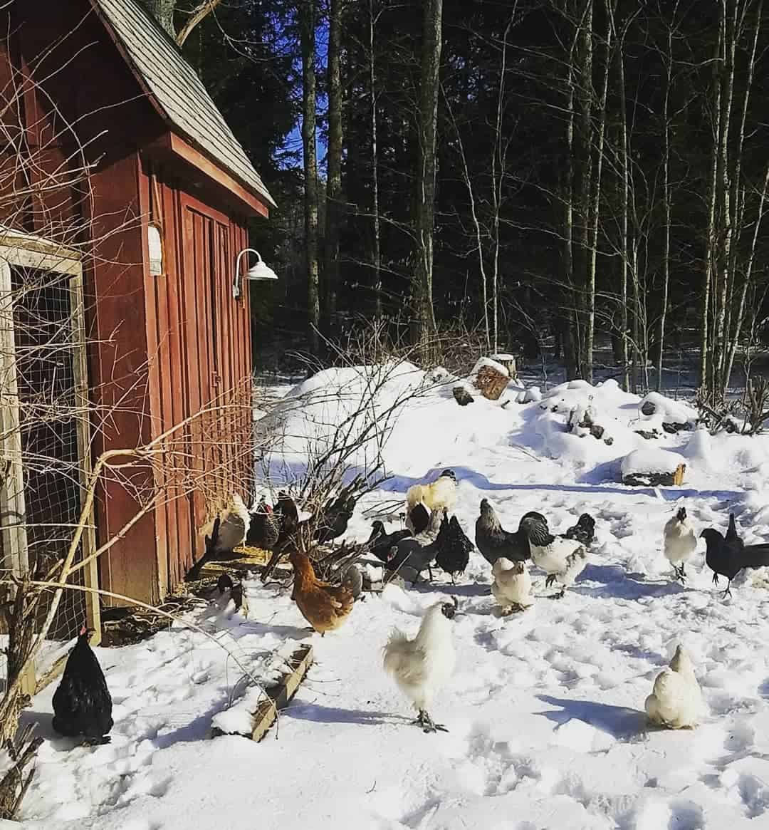 how cold can chickens get