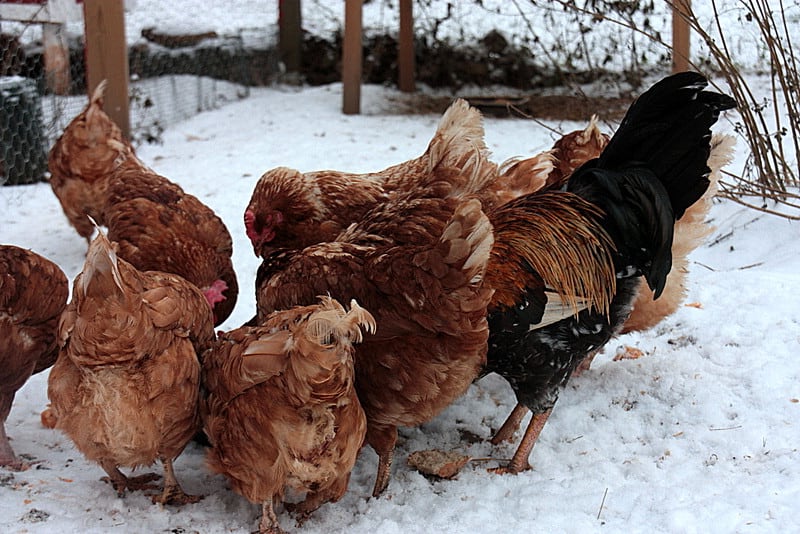 how cold can chickens take