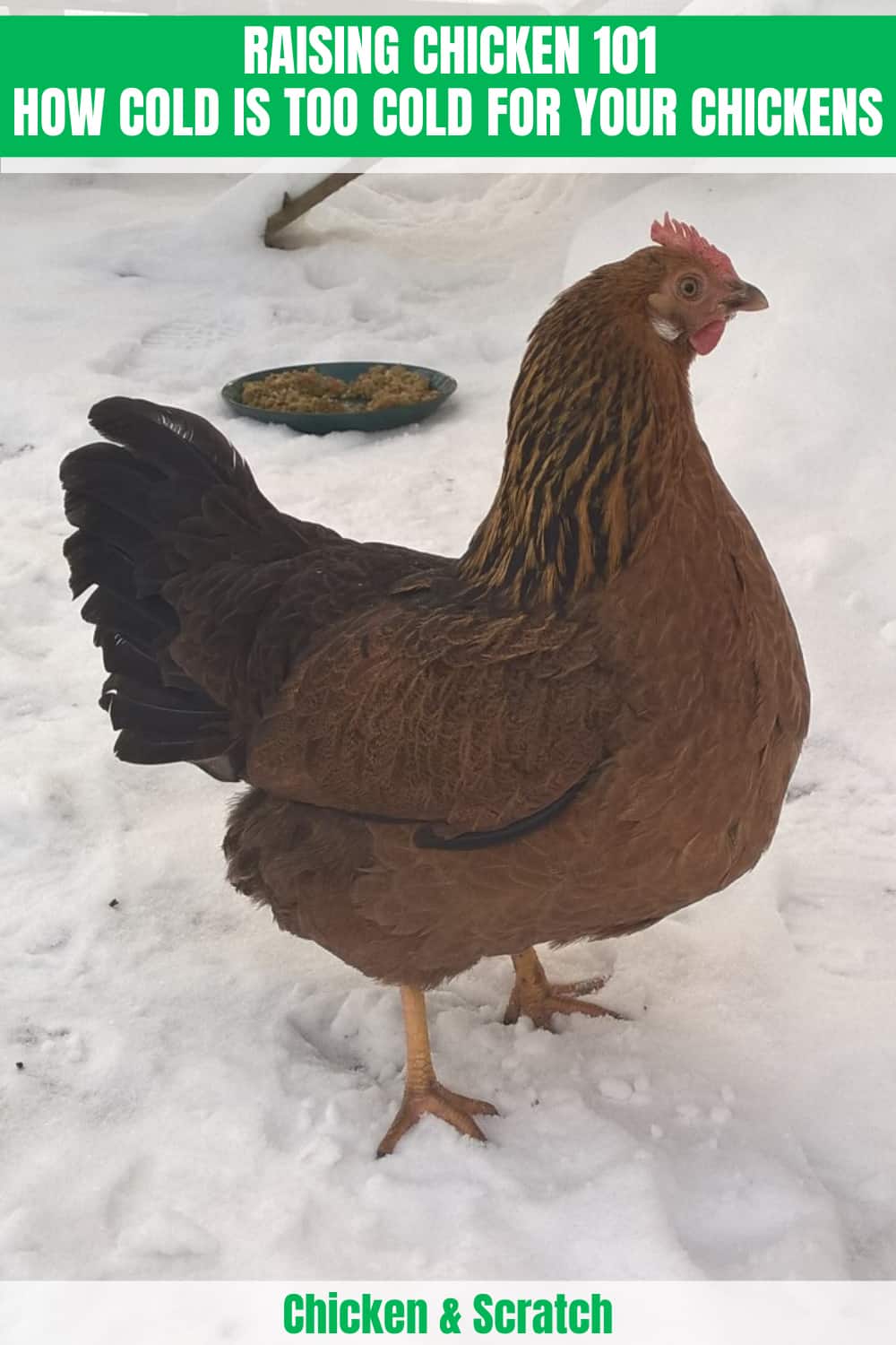 how cold is too cold for chickens1