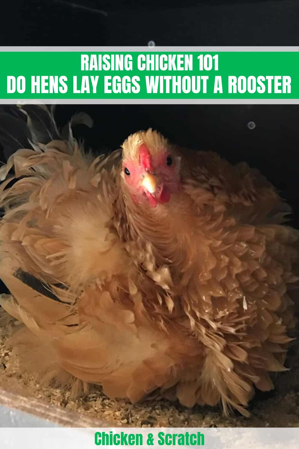 how do chickens lay eggs without a rooster