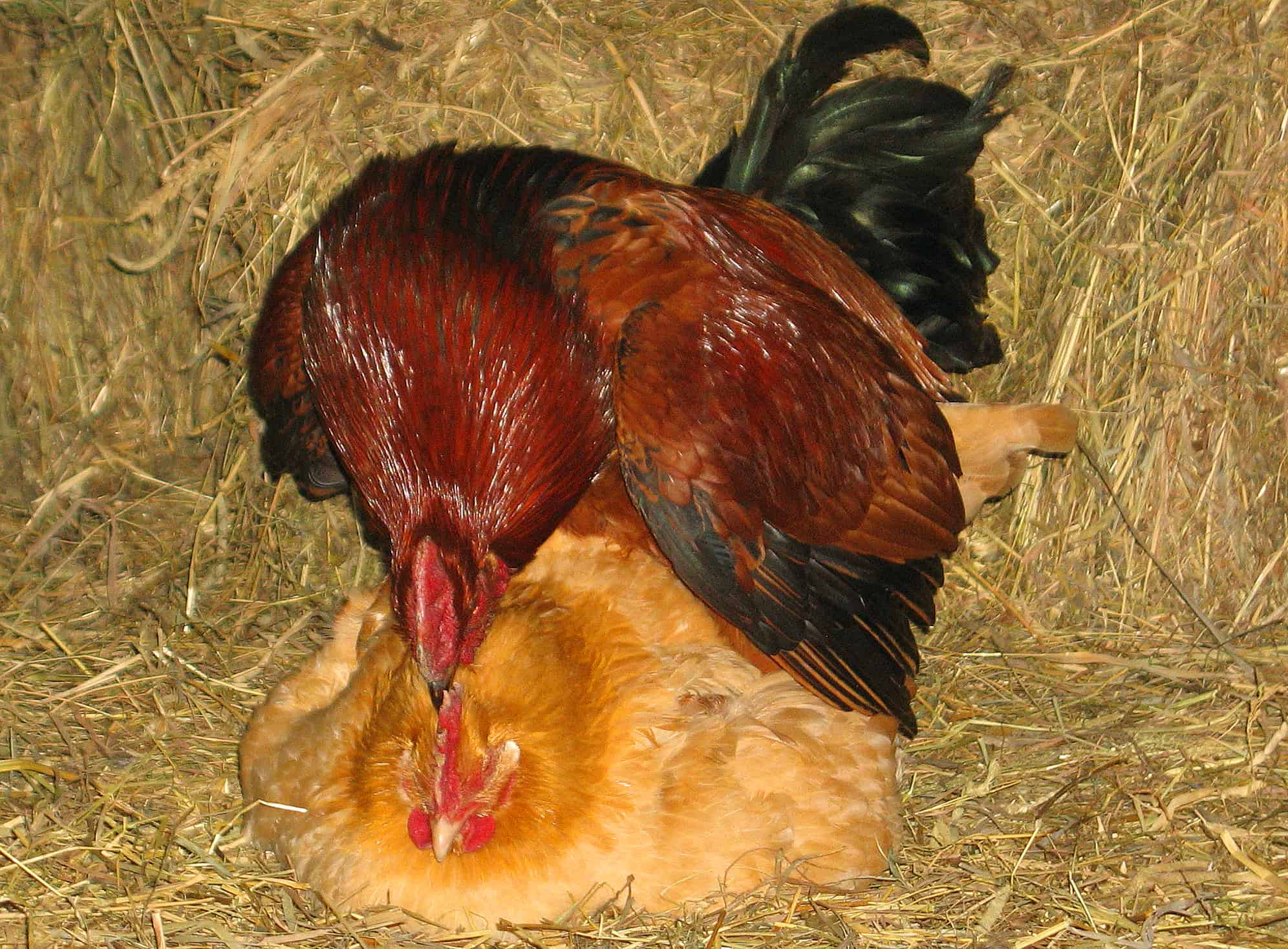 How Do Chickens Mate Mating Habits And Behaviors 