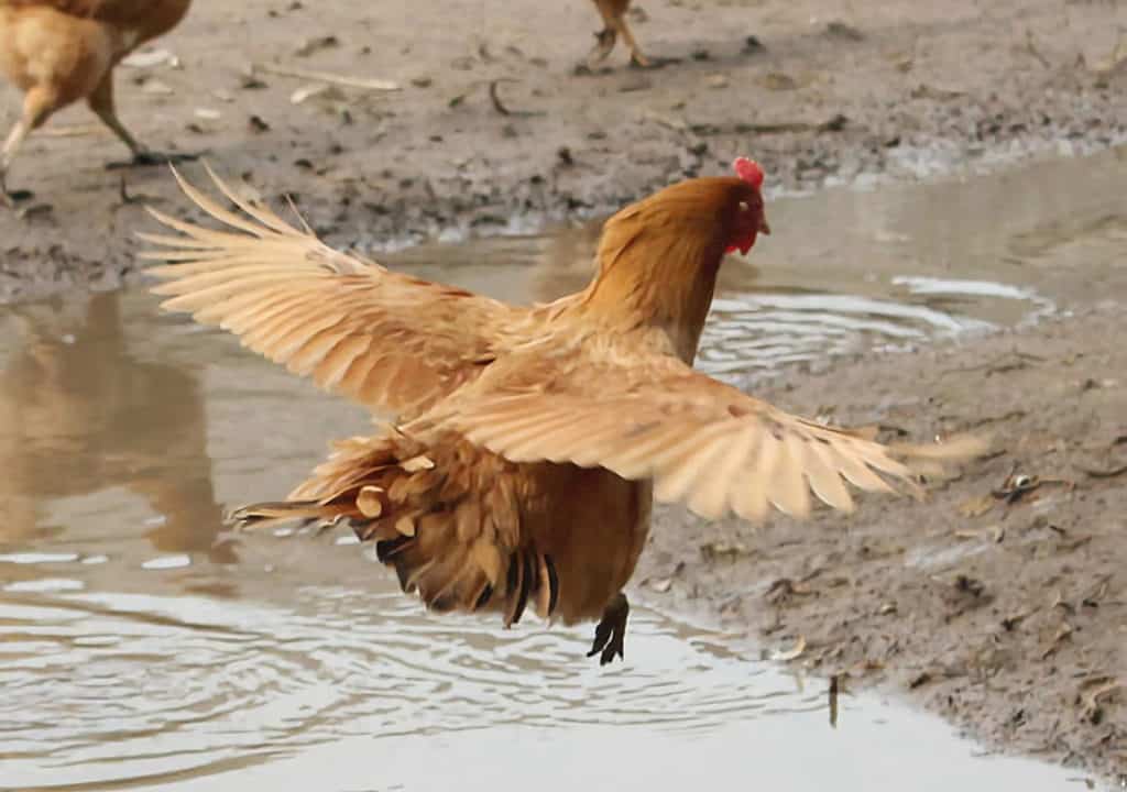 how far can a chicken fly