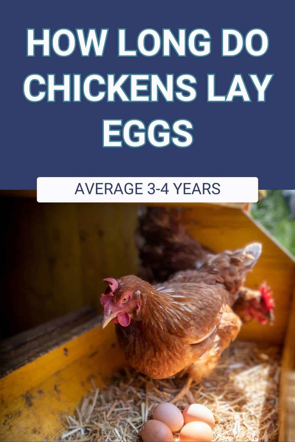 how long do chickens lay eggs