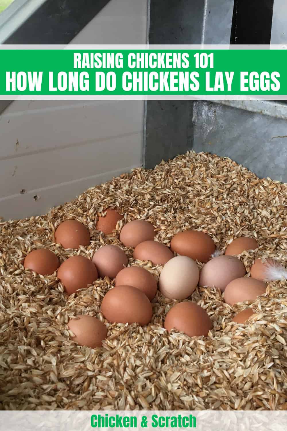 how long do chickens lay eggs