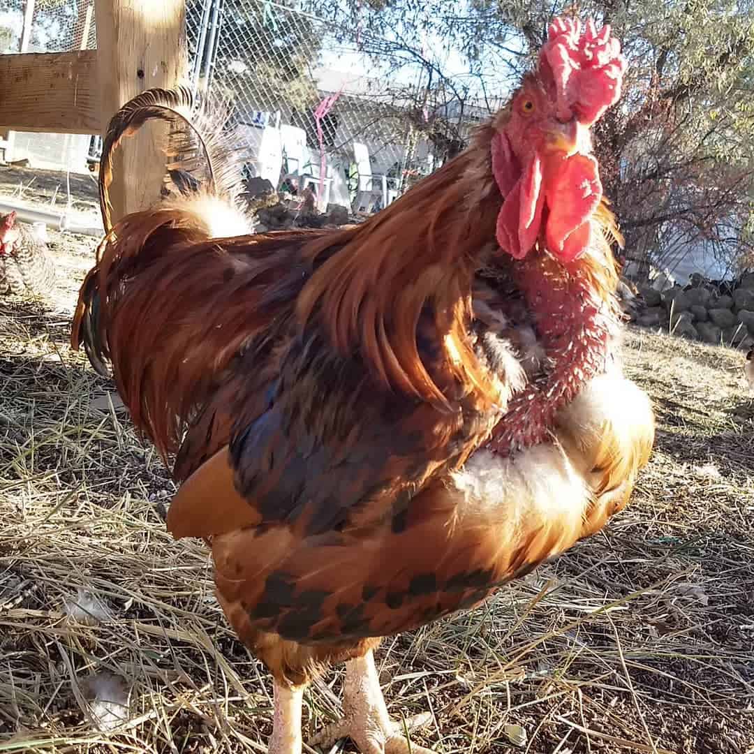 how long does a chicken molt