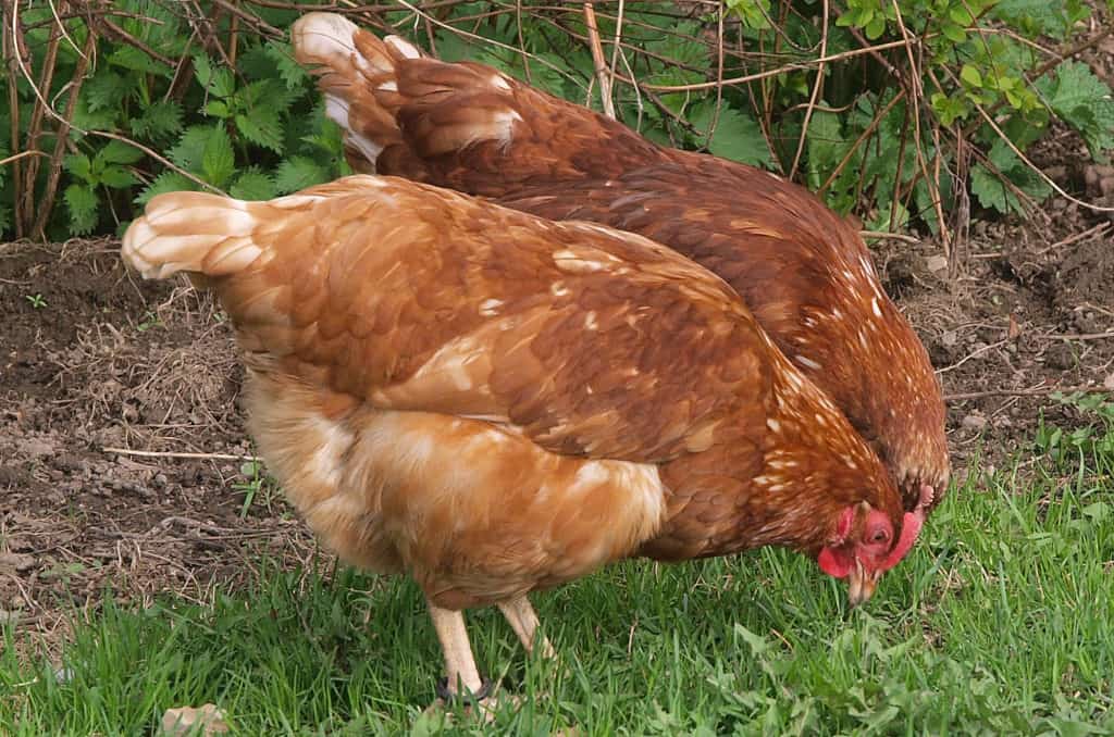 how often do chicken lay eggs