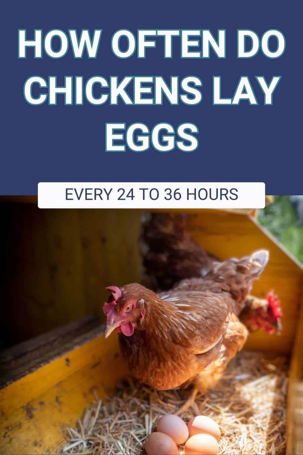how often do hens lay eggs