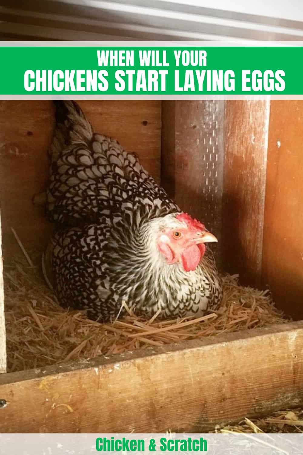 how old before chickens lay eggs