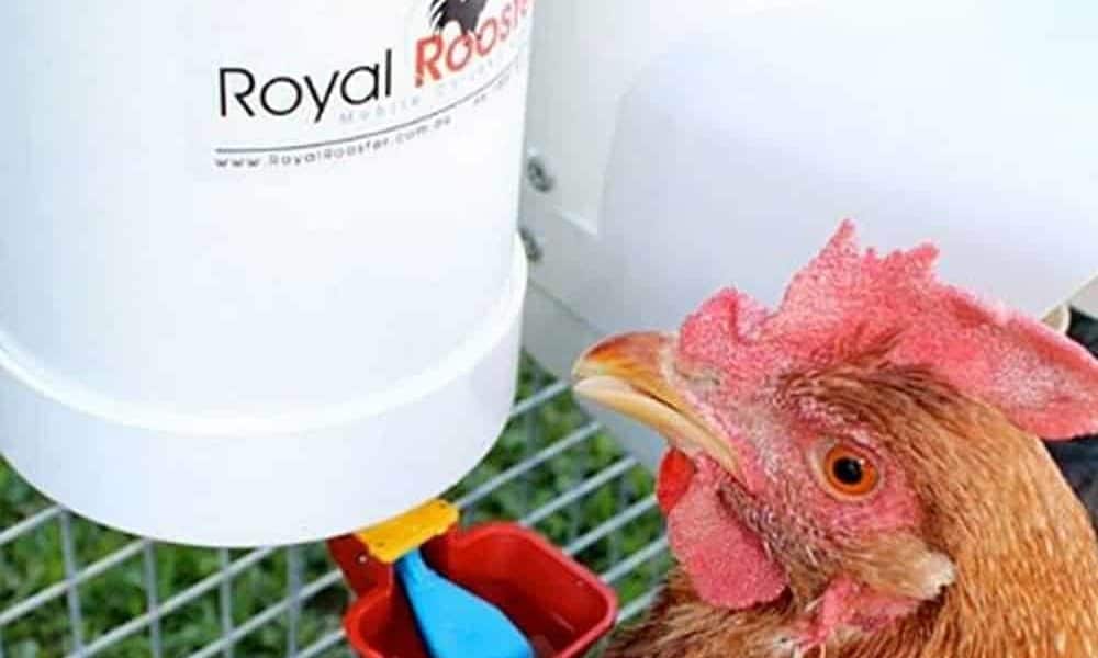 how to keep chicken water from freezing