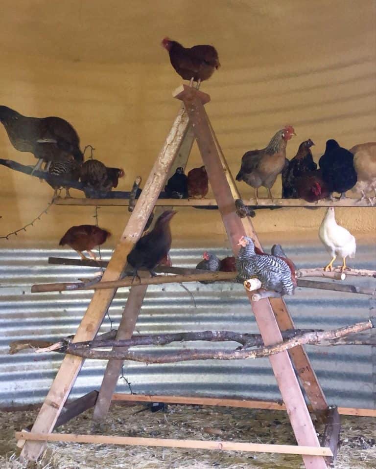 Chicken Roosts Why It's Important to Your Hens