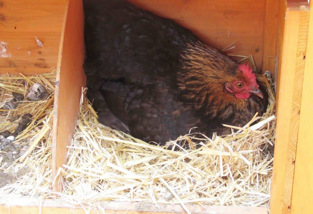 how-to-take-care-of-your-chickens-like-pro