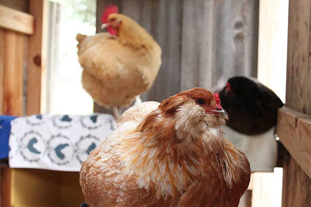 indoor chicken coop