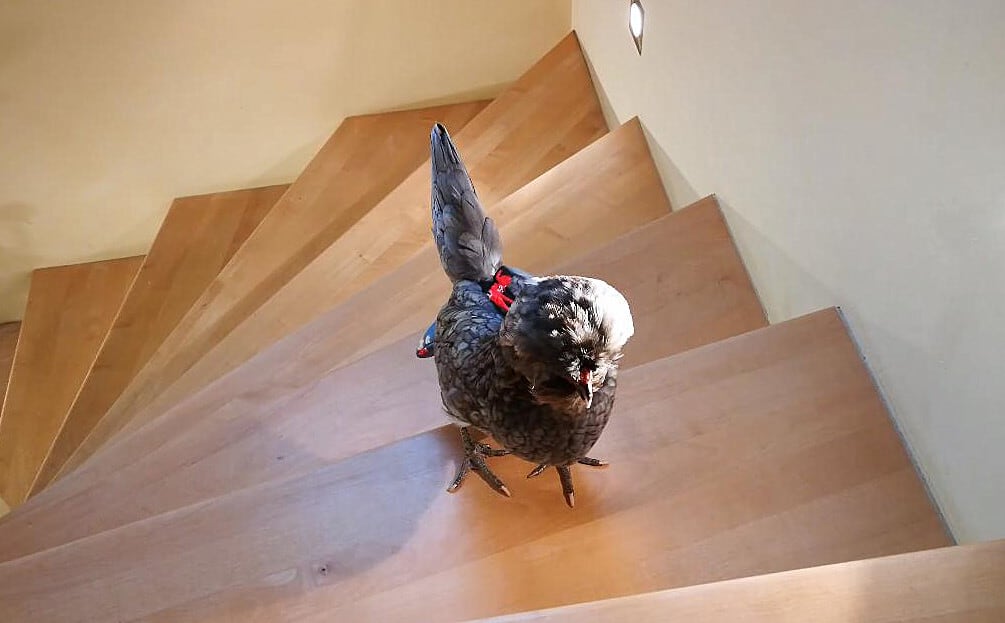 indoor pet chicken