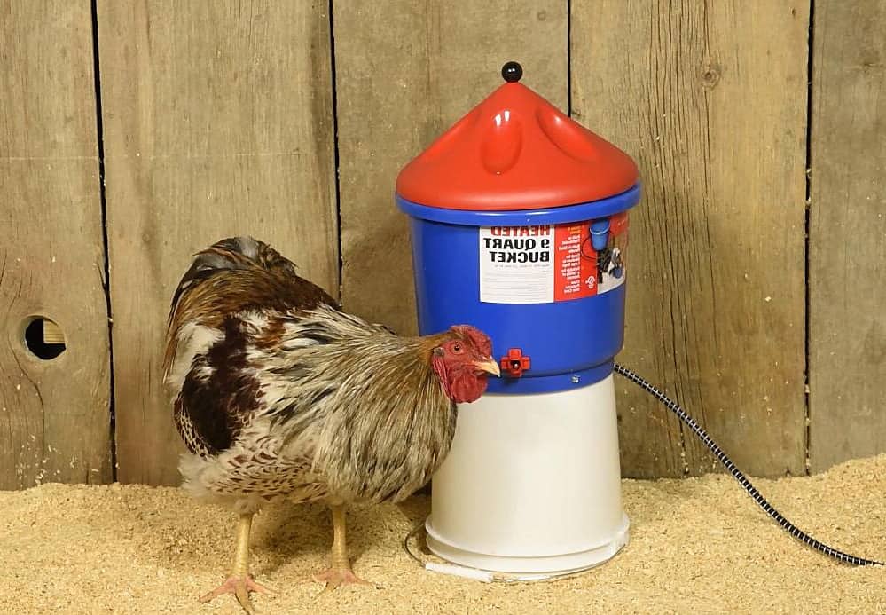 keep chicken water from freezing