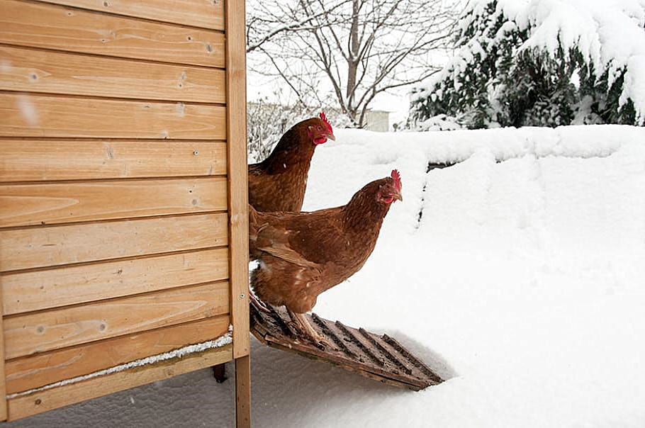 keeping chicken water from freezing