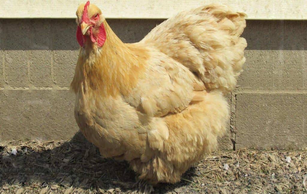 Largest Chicken Breeds - the Imperfectly Happy home