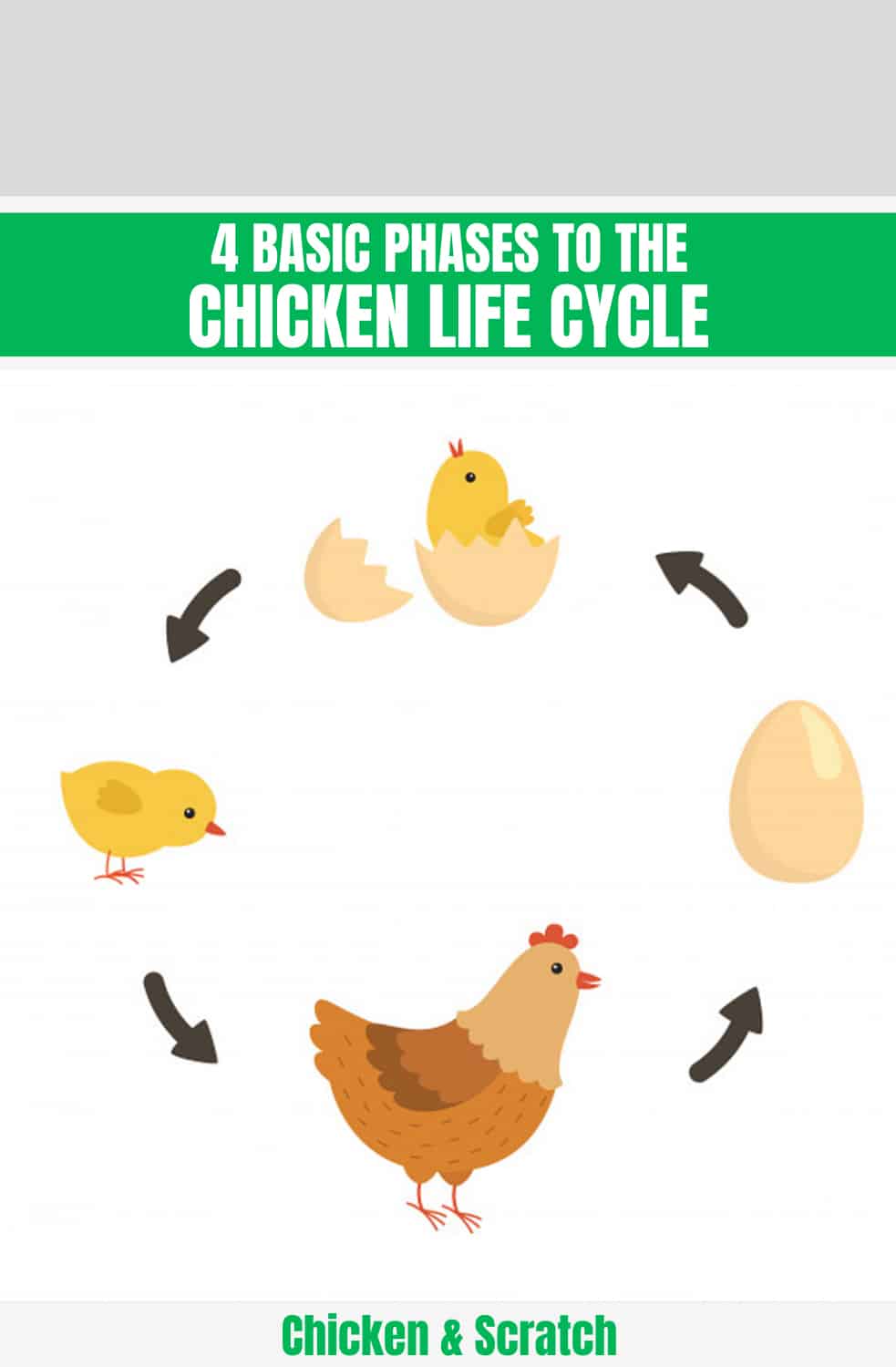 4 Basic Phases to the Chicken Life Cycle