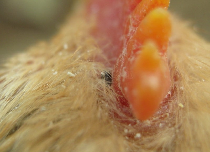 mites on chickens