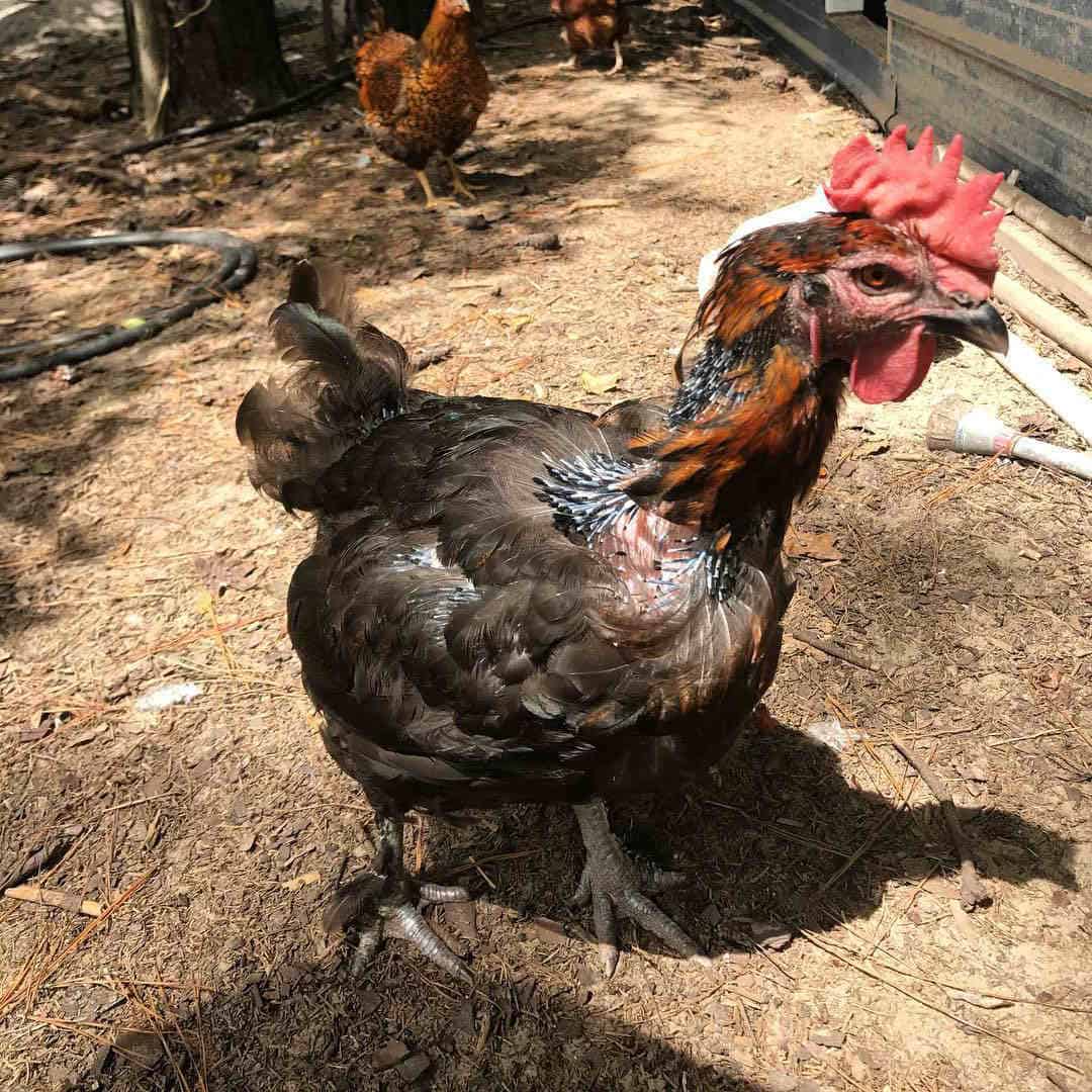 molting chicken