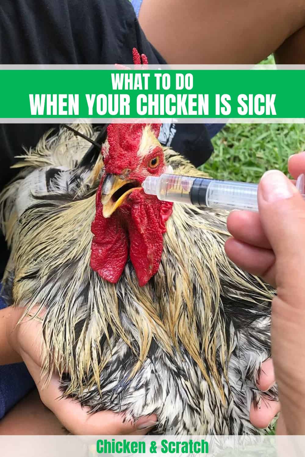 my chicken is sick