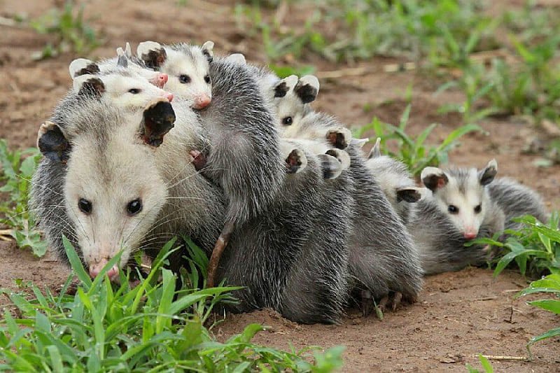 possums eat chickens